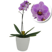 Phalaenopsis Malva + Cachep Branca